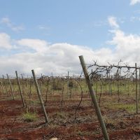 Videiras de Levi Alves Ribeiro estão em período de dormência após sofrer poda. Daqui em torno de 100 dias estarão rebrotadas e já com cachos de uva prontos para a colheita - Foto Fernando Augusto (Ascom-Cohidro)