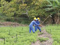 Operários da empresa licitada fazem a instalação de todo equipamento, dos tubos subterrâneos até os controladores de automatização da irrigação - foto Ascom Cohidro