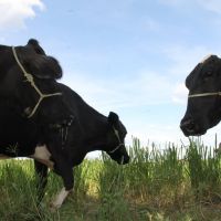 Gado de leite tem pasto à vontade no sistema do Balde Cheio - foto Ascom Cohidro