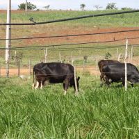 Novo método para irrigar capim rotacionado no sistema Balde cheio, usa aspersores econômicos e deixa espaço livre para animais pastarem por debaixo das tubulações - Foto Fernando Augusto (Ascom-Cohidro)