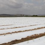 Mulching tem sido amplamente utilizado na produção de tomate no perímetro Piauí
- Foto: Isabela Menezes (Ascom/Cohidro)