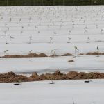 Foto: Isabela Menezes