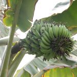 Plantação de banana de José Rosendo de destaca pela alta produtividade - Foto: Isabela Menezes (Ascom/Cohidro)