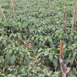 Foto: Isabela Menezes