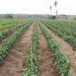 Foto: Isabela Menezes