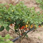 Pimenta irrigada no perímetro atende à demanda da indústria de beneficiamento local e até de outros estados - Foto: Isabela Menezes (Ascom/Cohidro)