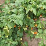 Foto: Isabela Menezes