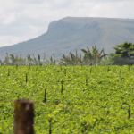 Itabaiana tem dois perímetros irrigados da Cohidro e atende 592 lotes, de onde mais de 5.500 pessoas tiram seu sustento (Foto Ascom/Cohidro)