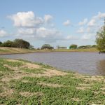 Na barragem de Poço Redondo e nas demais o uso da água principalmente para dar de beber aos rebanhos (foto Ascom Cohidro - Fernando Augusto)
